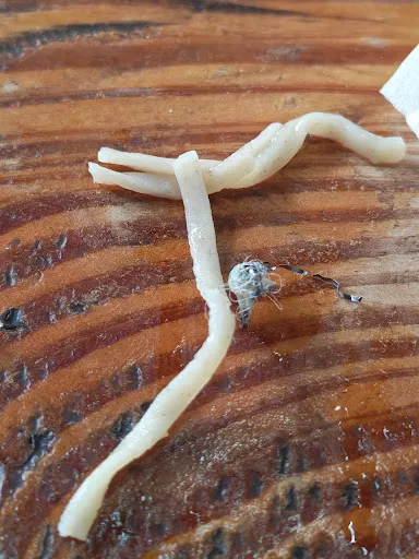 liiwa31 — photo from their Google review